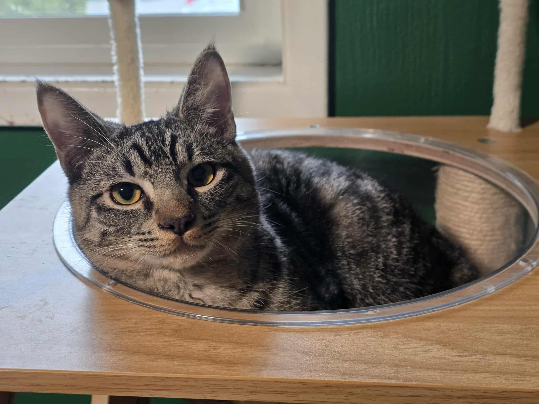 Domingo, a Adoptable mixed breed in West Richland, WA image 3/6