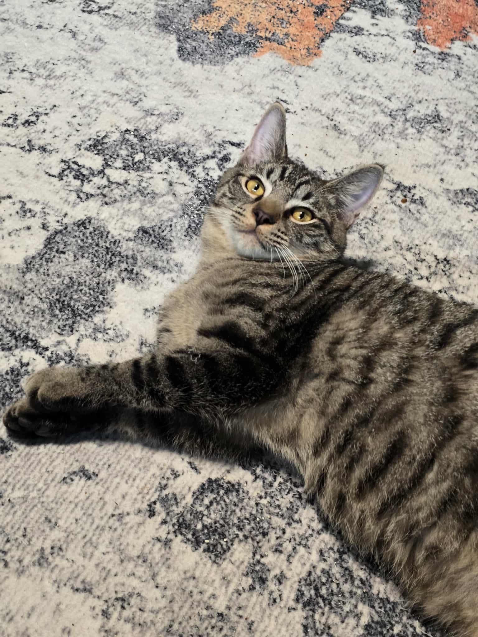 Domingo, a Adoptable mixed breed in West Richland, WA image 6/6