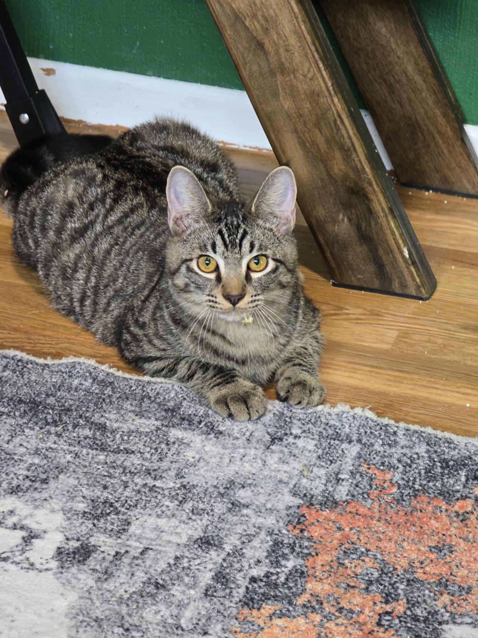 Domingo, a Adoptable mixed breed in West Richland, WA image 5/6