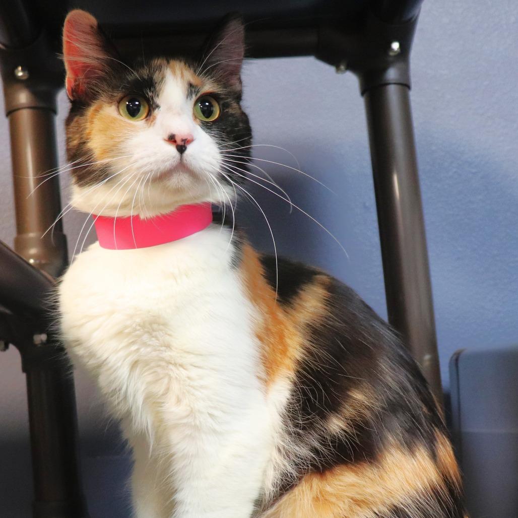 Matcha — thumbnail 2