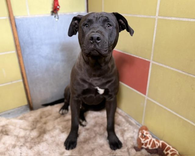 PORKCHOP, Adoptable, Young Male Pit Bull Terrier.