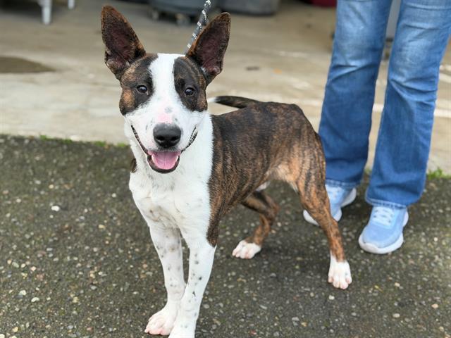 Enlarge COMET, a Adoptable mixed breed in Santa Rosa, CA image 1/1