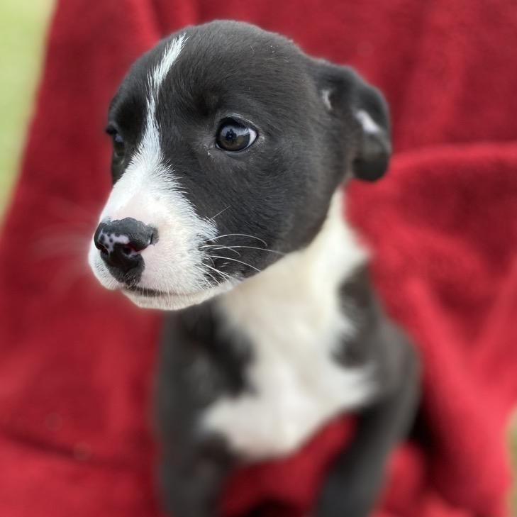 Willow, a Adoptable mixed breed in Hattiesburg, MS image 1/4