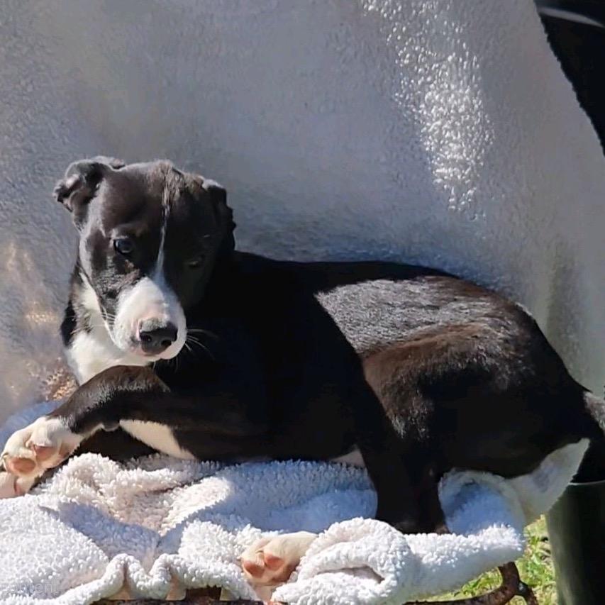 Willow, a Adoptable mixed breed in Hattiesburg, MS image 3/4
