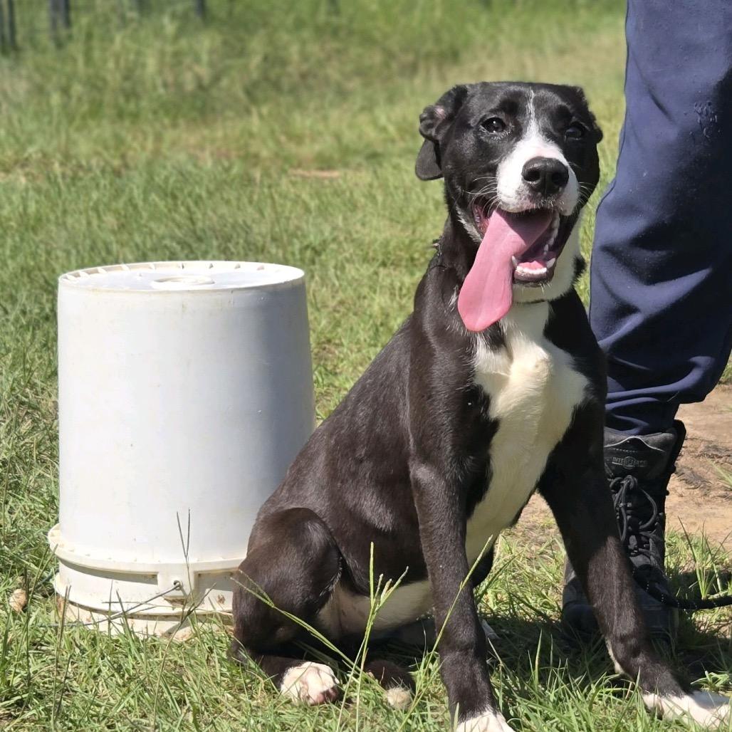 Willow, a Adoptable mixed breed in Hattiesburg, MS image 4/4