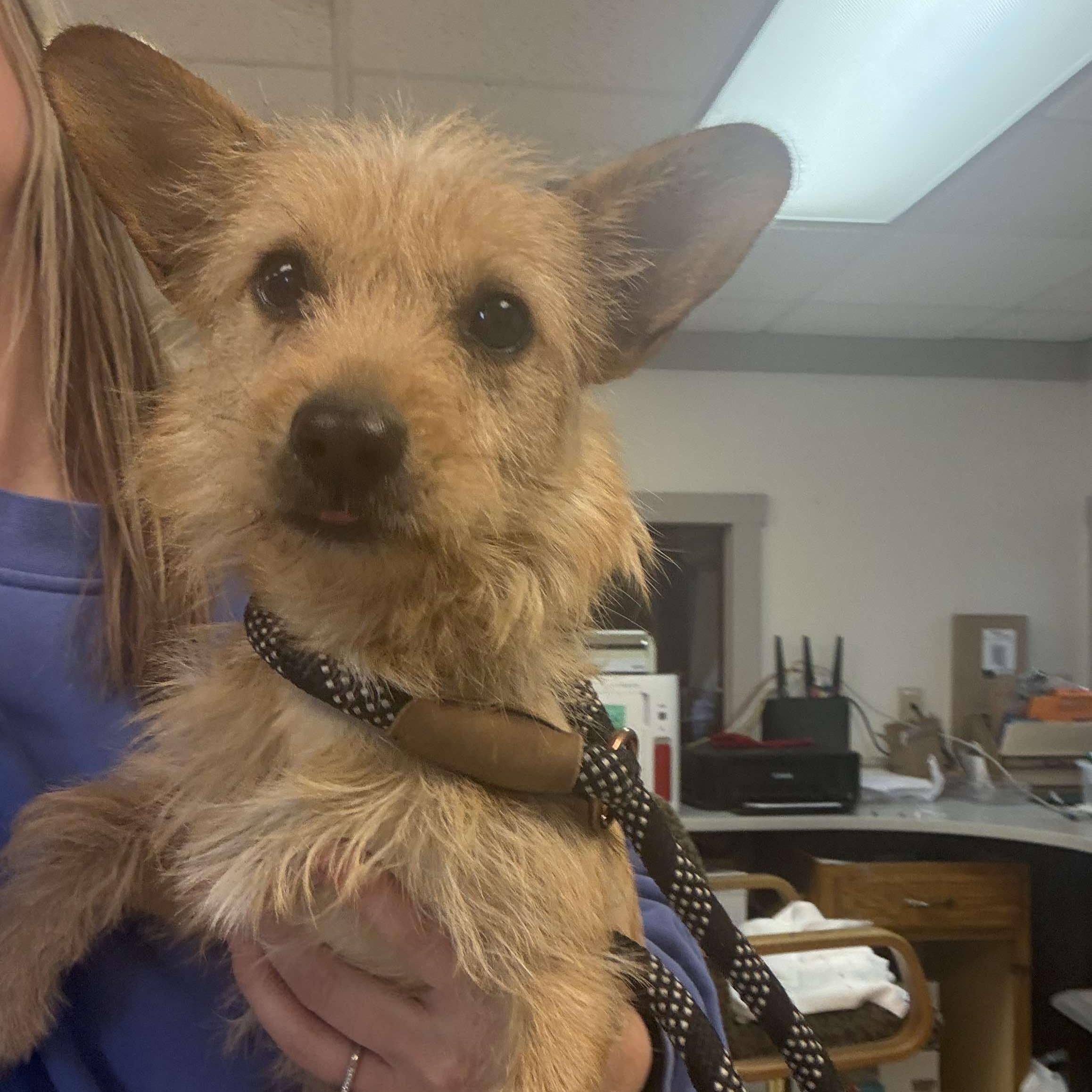 Forrest, Adoptable, Adult Male Terrier.