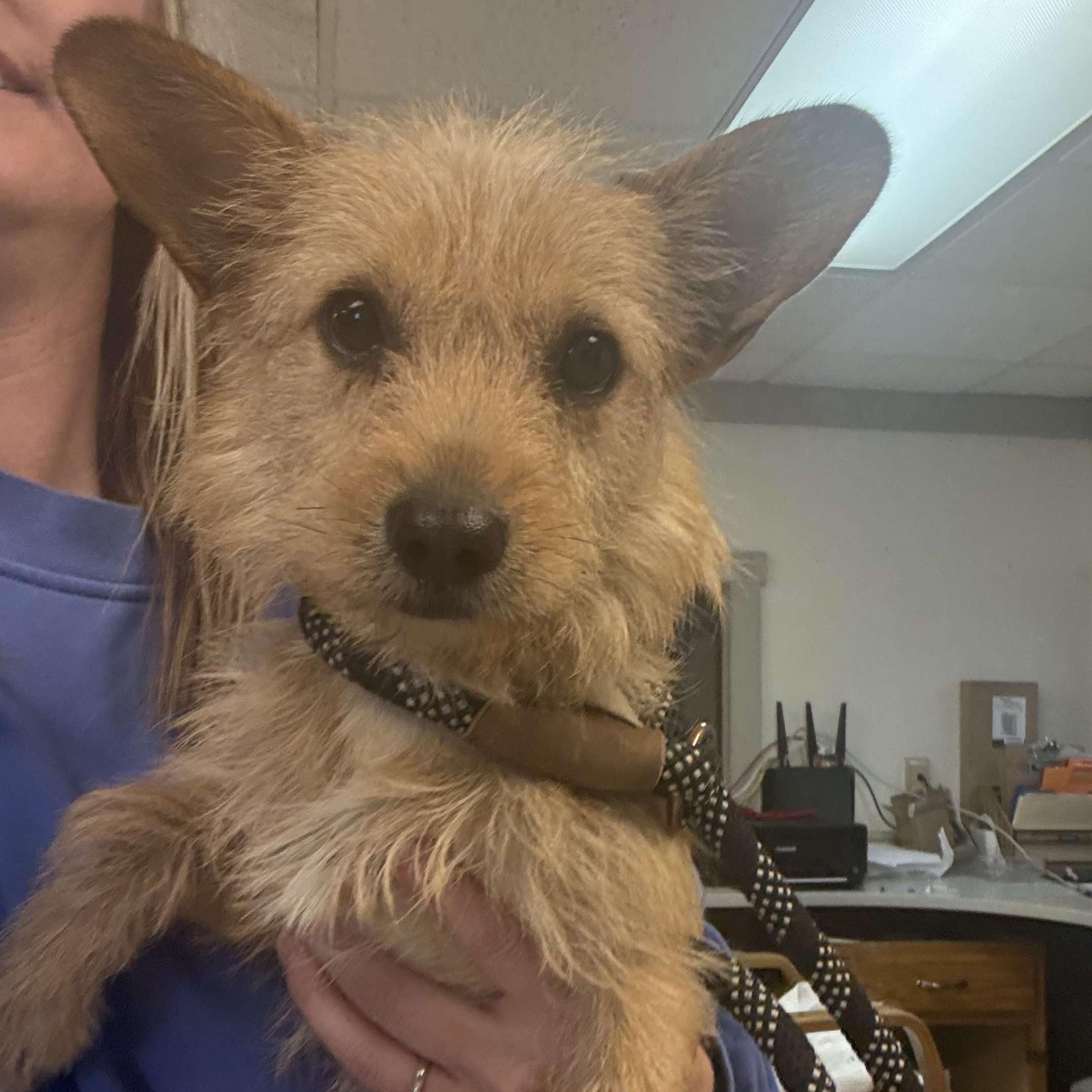 Forrest, an adoptable Terrier in Grand Forks, ND, 58203 | Photo Image 2