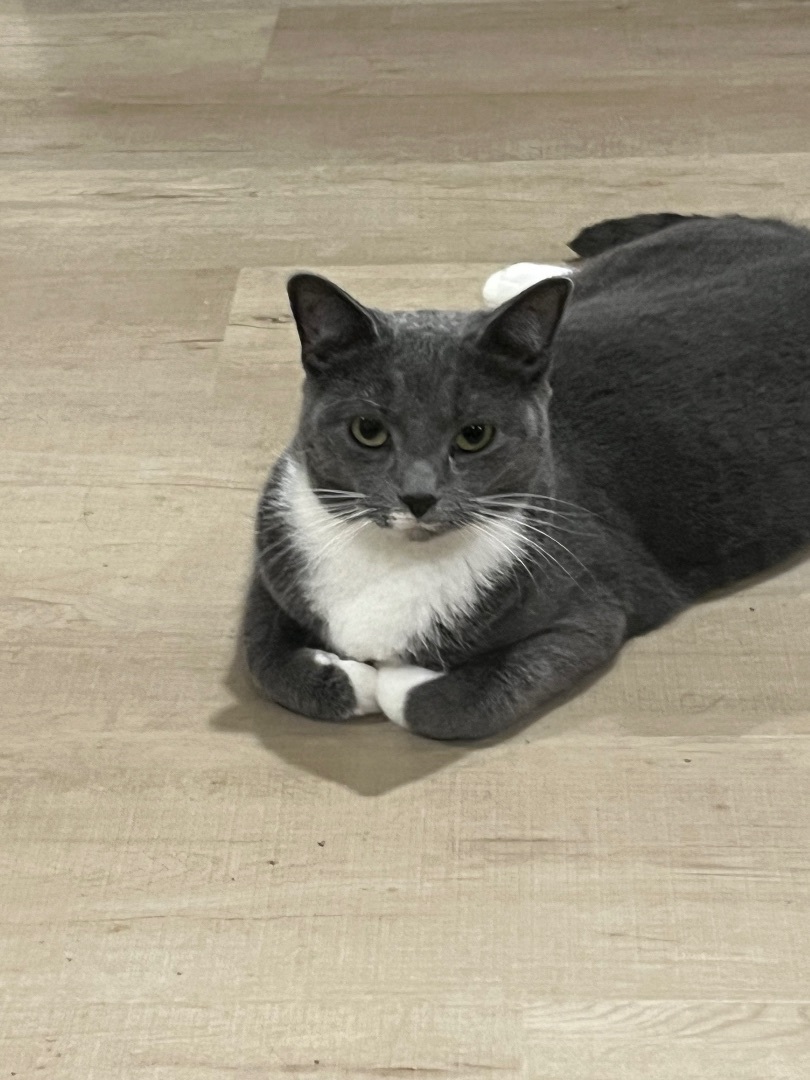 Sweetart, a Adoptable Domestic Short Hair in Avondale, PA image 1/9