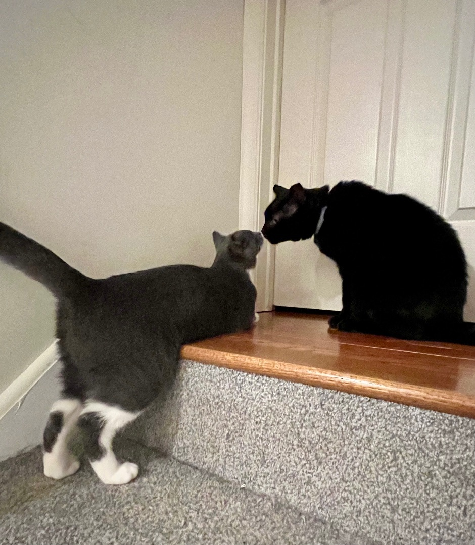 Sweetart, a Adoptable Domestic Short Hair in Avondale, PA image 2/9