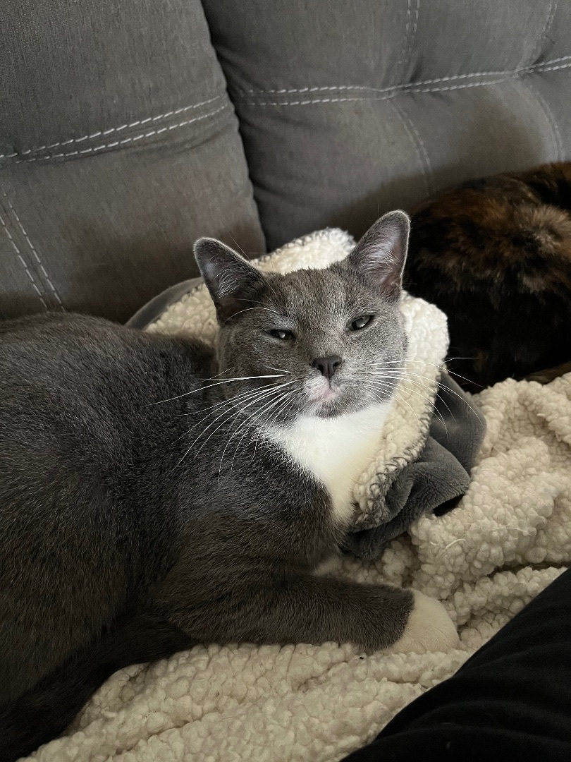 Sweetart, Adoptable, Adult Female Domestic Short Hair.