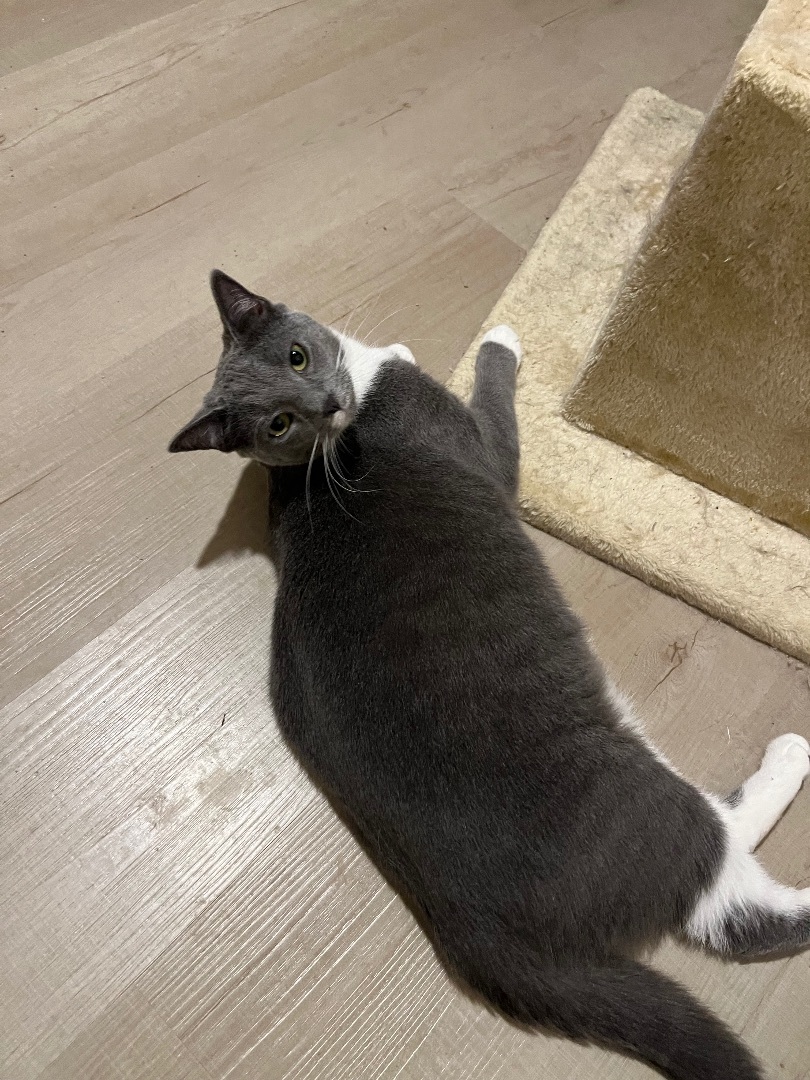 Sweetart, a Adoptable Domestic Short Hair in Avondale, PA image 4/9