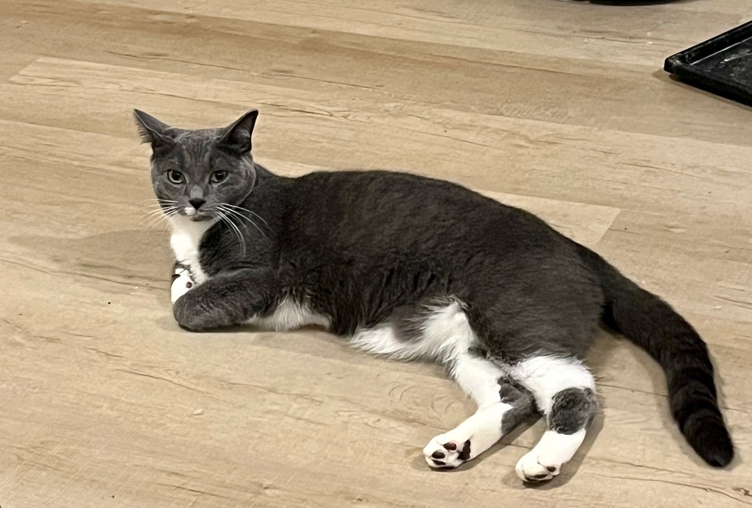 Sweetart, a Adoptable Domestic Short Hair in Avondale, PA image 5/9