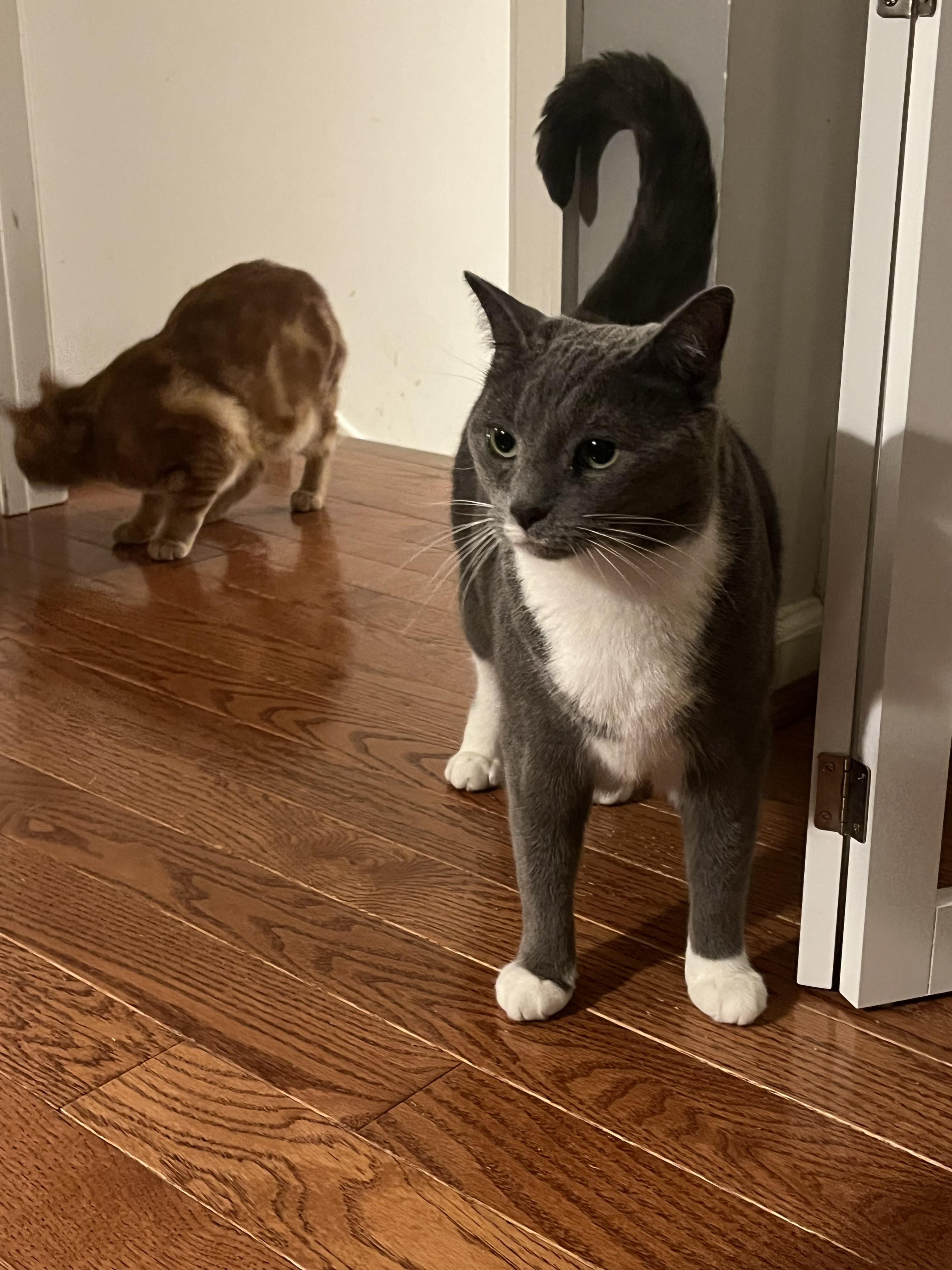 Enlarge Sweetart, a Adoptable Domestic Short Hair in Avondale, PA image 4/4