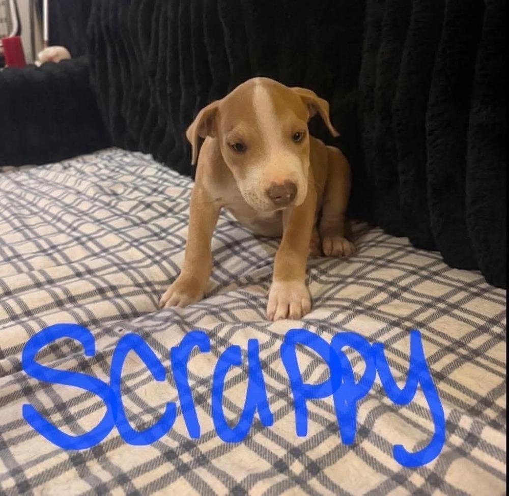 Scrappy (Seven Wonders 2026), Adoptable, Puppy Male Pit Bull Terrier & Mixed Breed.