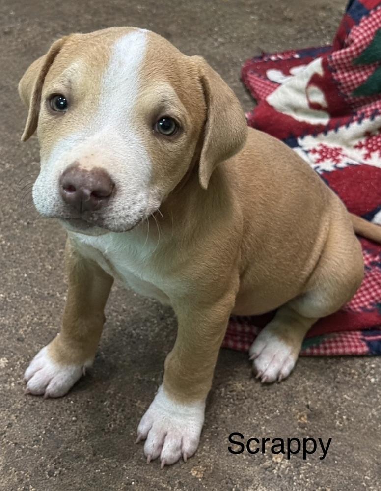 Enlarge Scrappy (Seven Wonders 2026), a Adoptable mixed breed in Wenonah, NJ image 2/2