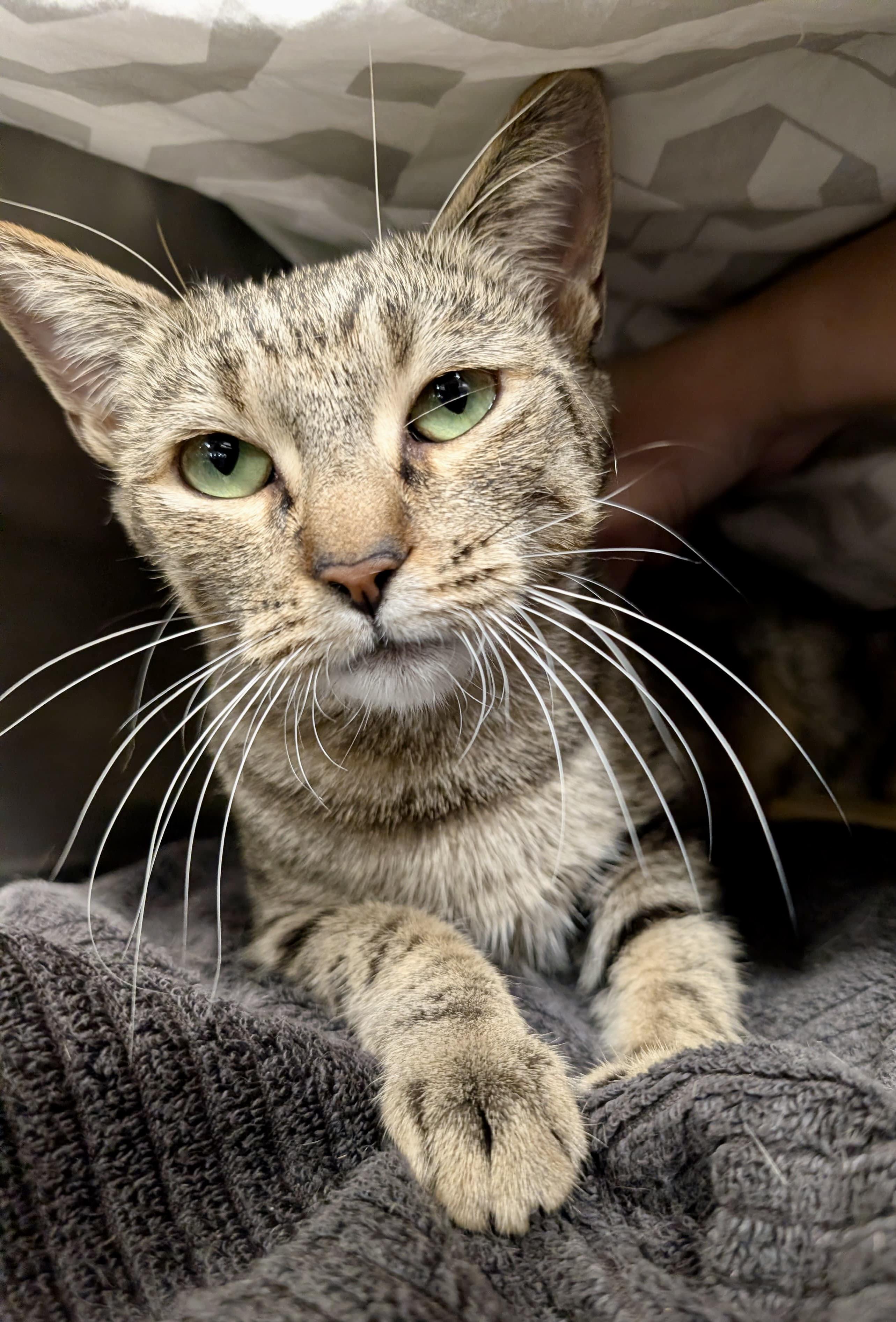 Enlarge Totoro, a Adoptable Tabby in San Juan Capistrano, CA image 2/5