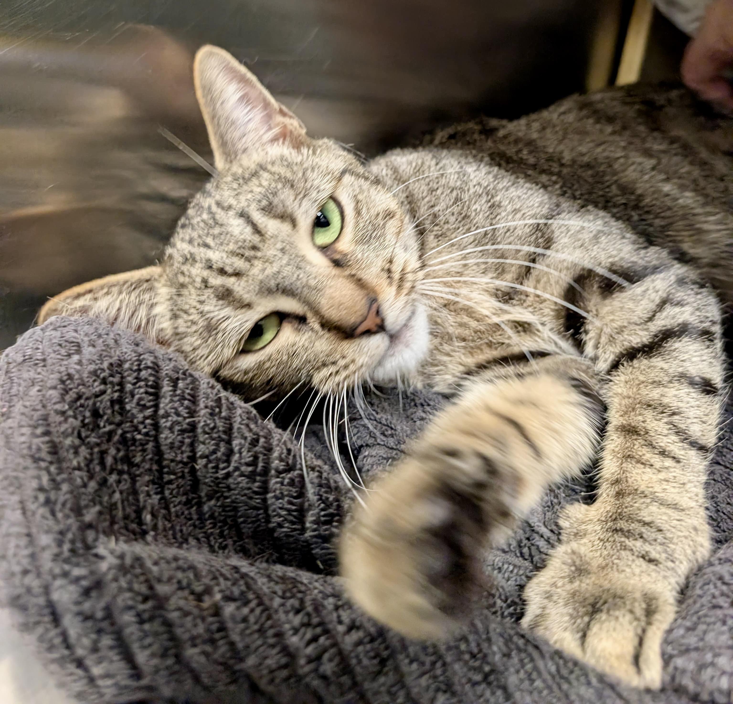 Totoro, Adoptable, Adult Female Tabby.