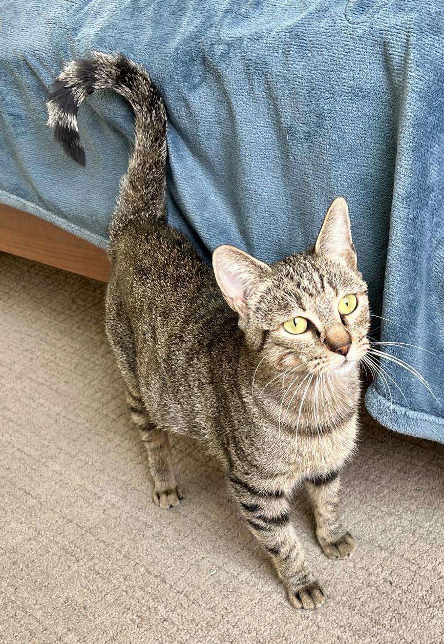 Enlarge Totoro, a Adoptable Tabby in San Juan Capistrano, CA image 5/5