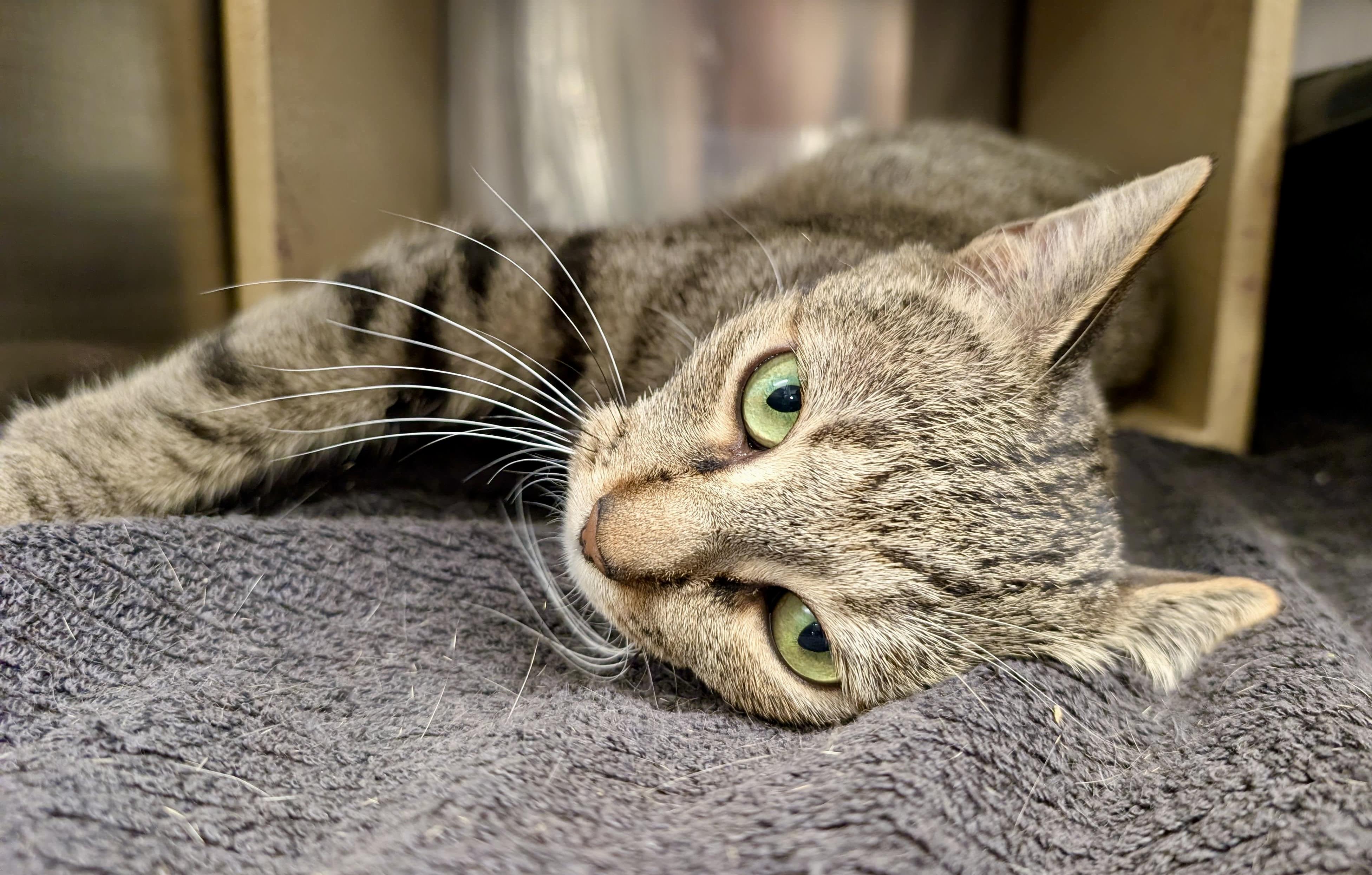 Enlarge Totoro, a Adoptable Tabby in San Juan Capistrano, CA image 3/5
