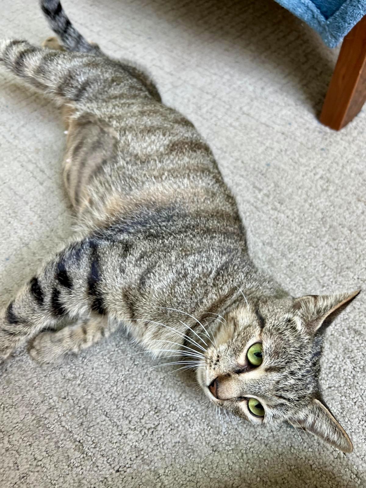 Enlarge Totoro, a Adoptable Tabby in San Juan Capistrano, CA image 4/5
