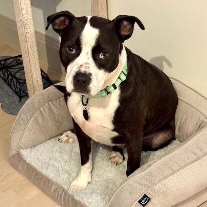 Gus, Adoptable, Young Male American Staffordshire Terrier.