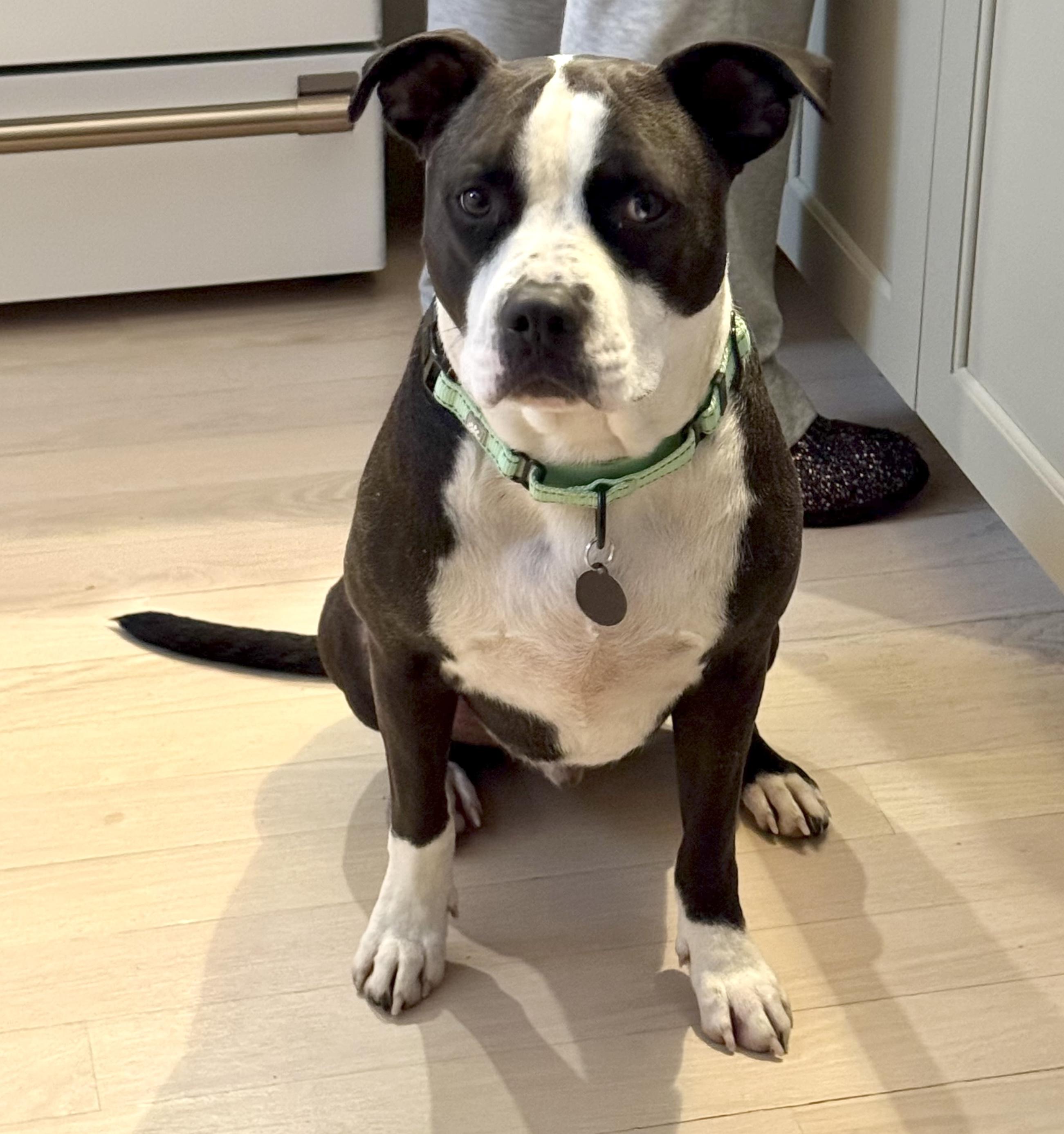 Gus, a Adoptable mixed breed in Brooklyn, NY image 3/4