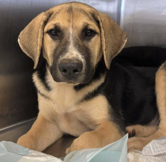 Maki (URGENT), a Adoptable mixed breed in Boston, MA image 3/4