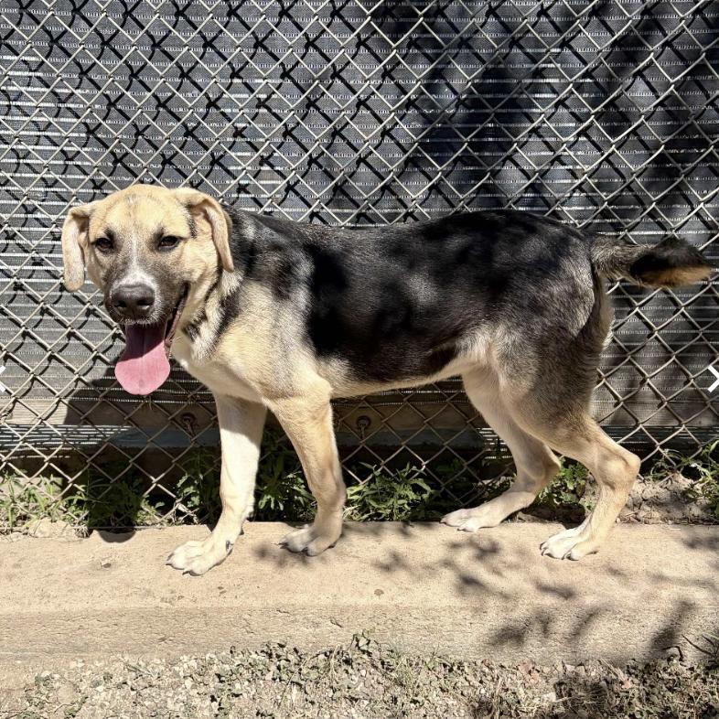 Maki (URGENT), a Adoptable mixed breed in Boston, MA image 4/4