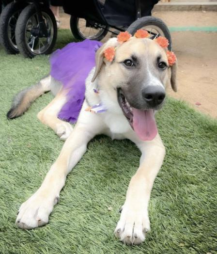 Maki (URGENT), a Adoptable mixed breed in Boston, MA image 1/4