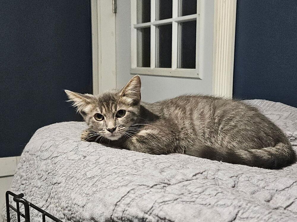 Fireball, Adoptable, Kitten Female Domestic Short Hair.