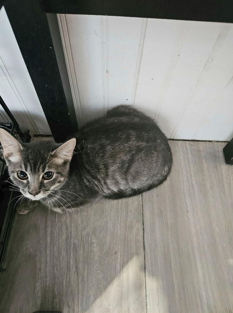 Enlarge Fireball, a Adoptable mixed breed in West Mifflin, PA image 2/2