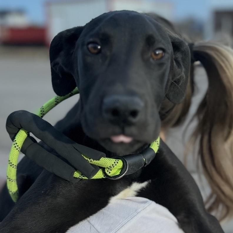Enlarge Myla, a Adoptable mixed breed in Midland, TX image 1/2
