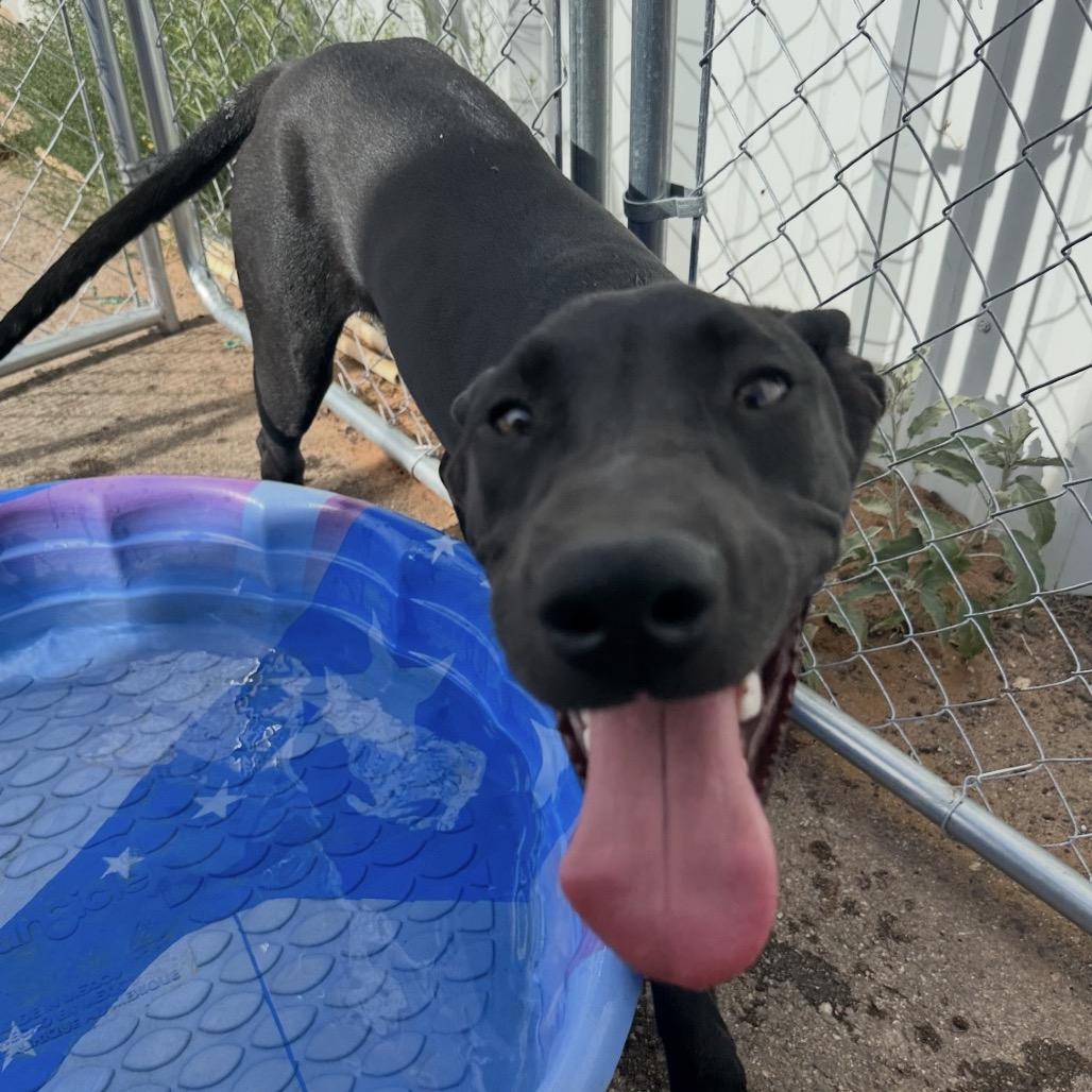 Enlarge Myla, a Adoptable mixed breed in Midland, TX image 2/2