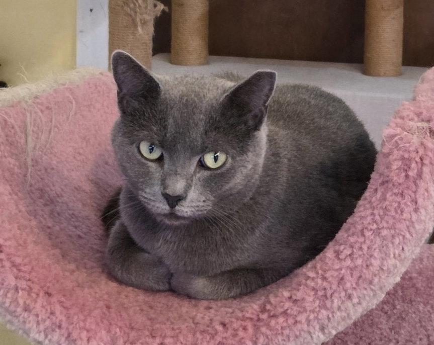 Moxie, Adoptable, Adult Female Russian Blue.