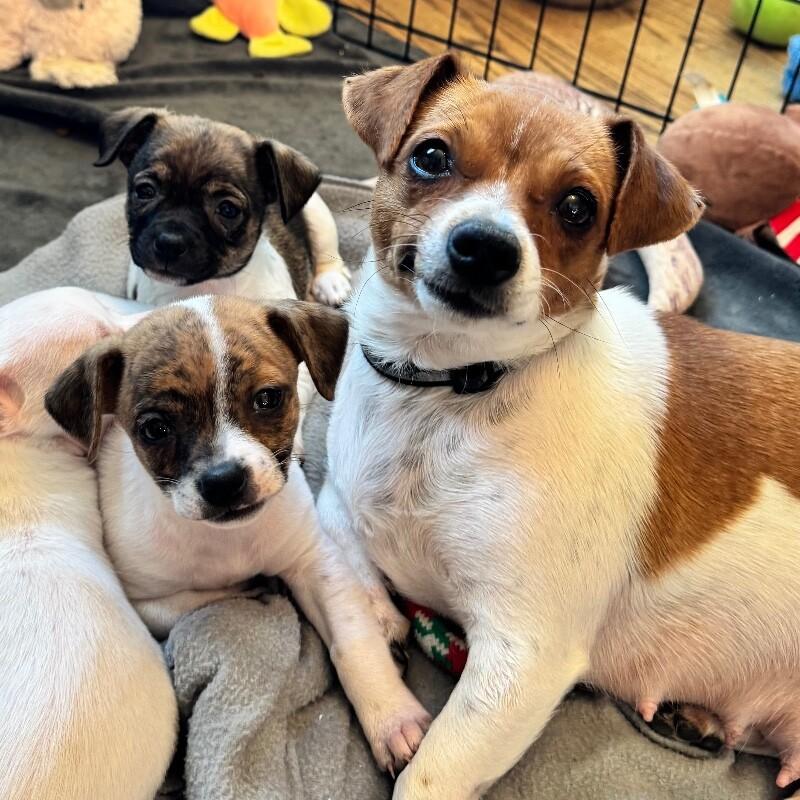 Polly, Adoptable, Young Female Chihuahua & Mixed Breed.