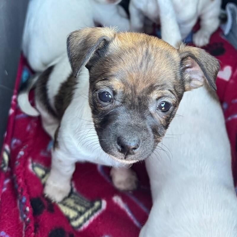 Polly, a Adoptable mixed breed in Alma, WI image 2/6