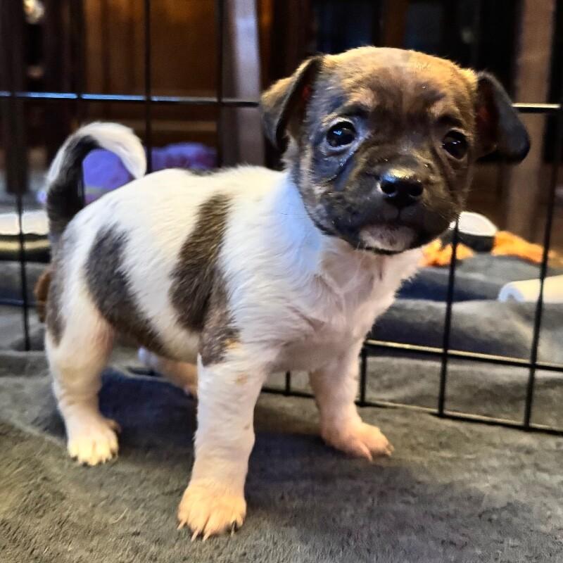 Polly, a Adoptable mixed breed in Alma, WI image 3/6