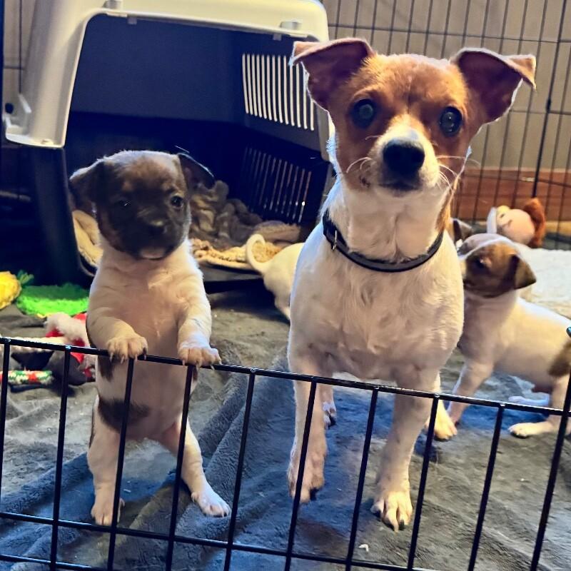 Polly, a Adoptable mixed breed in Alma, WI image 4/6