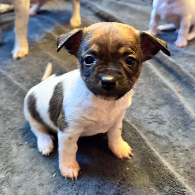 Polly, a Adoptable mixed breed in Alma, WI image 5/6