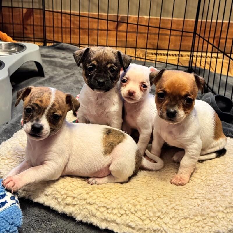 Polly, a Adoptable mixed breed in Alma, WI image 6/6