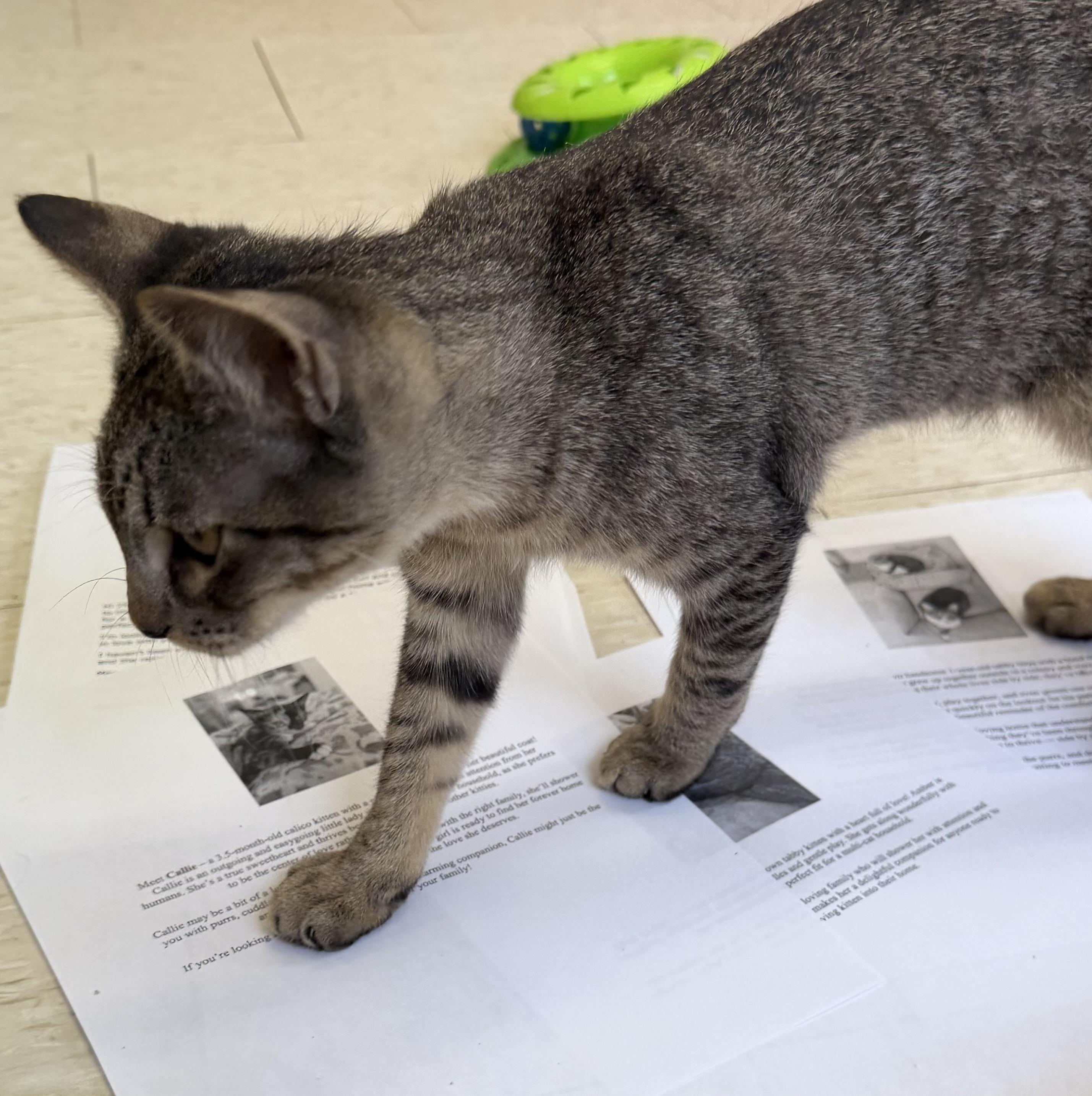 Enlarge Magic Mike, an adopted mixed breed in Salem, NH image 2/3