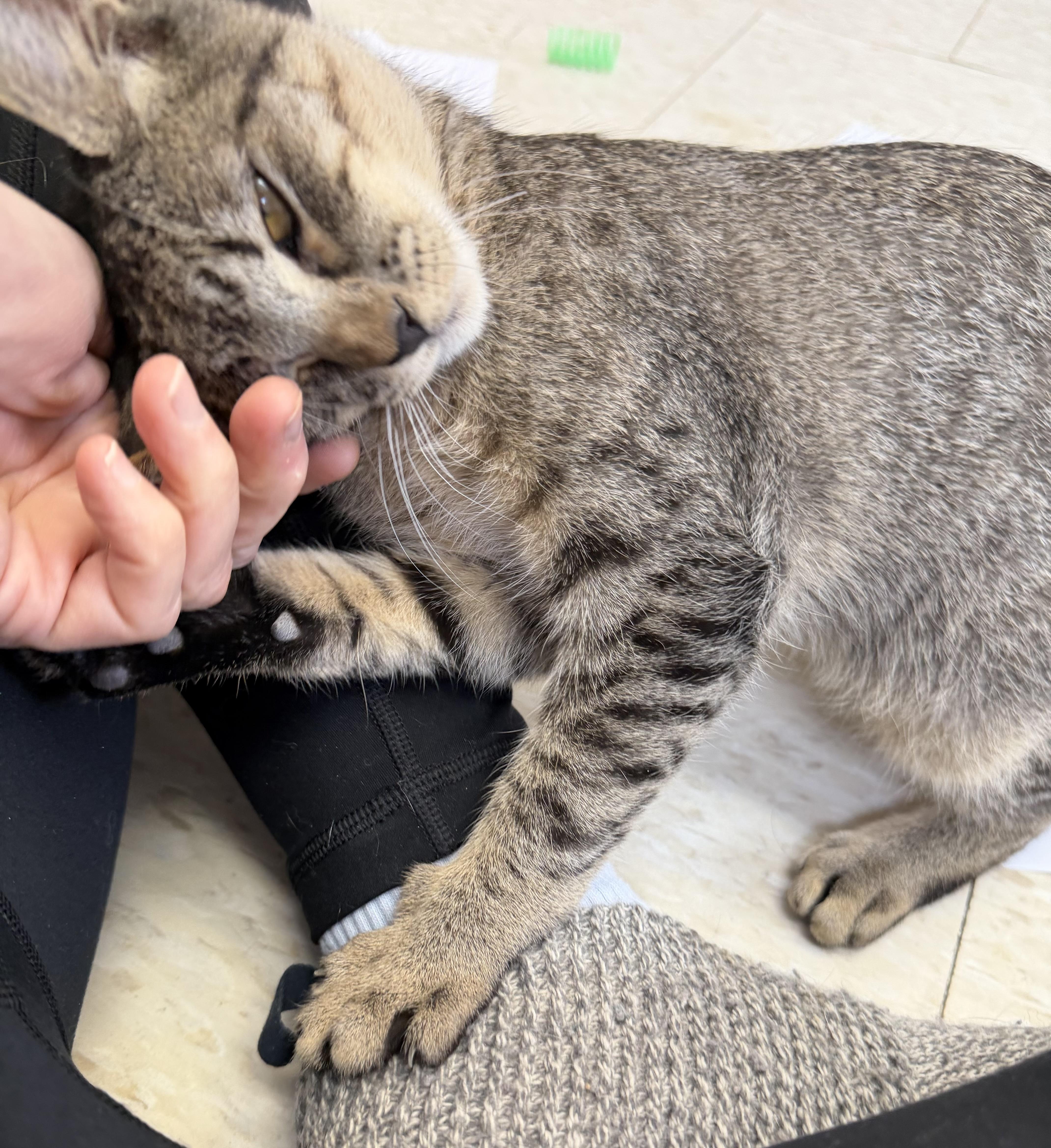 Enlarge Magic Mike, an adopted mixed breed in Salem, NH image 1/3