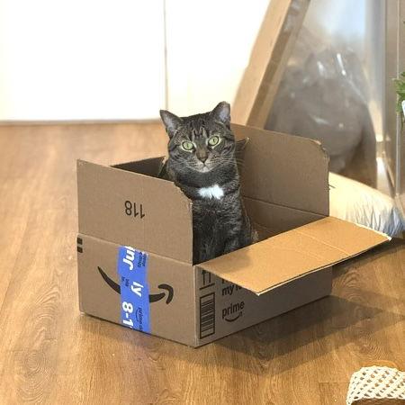 Hershey, a Adoptable Domestic Short Hair in Brooklyn, NY image 2/3