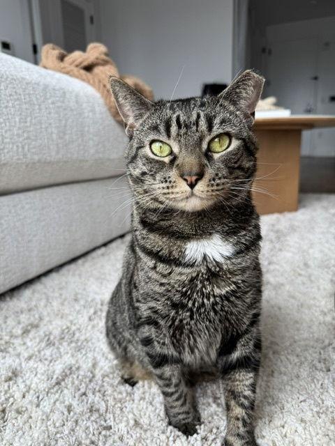 Hershey, a Adoptable Domestic Short Hair in Brooklyn, NY image 3/3