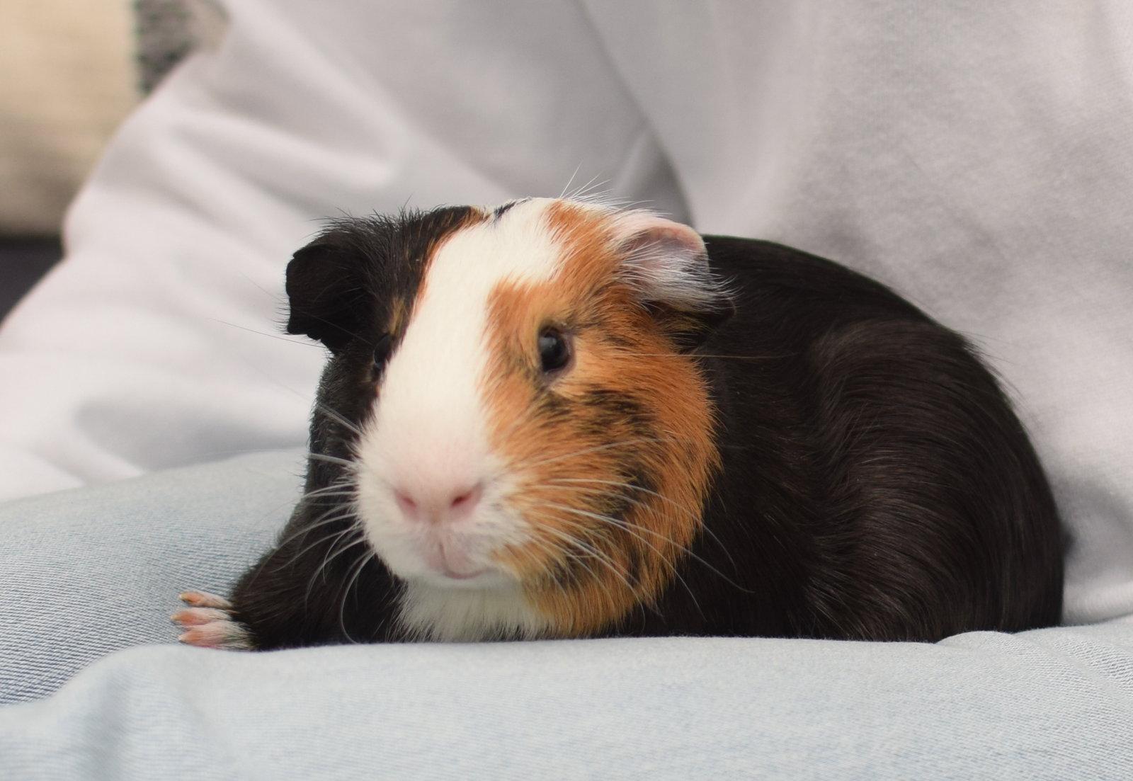 Enlarge Portobello & Porcini, a Adopted Guinea Pig in Hockessin, DE image 1/3