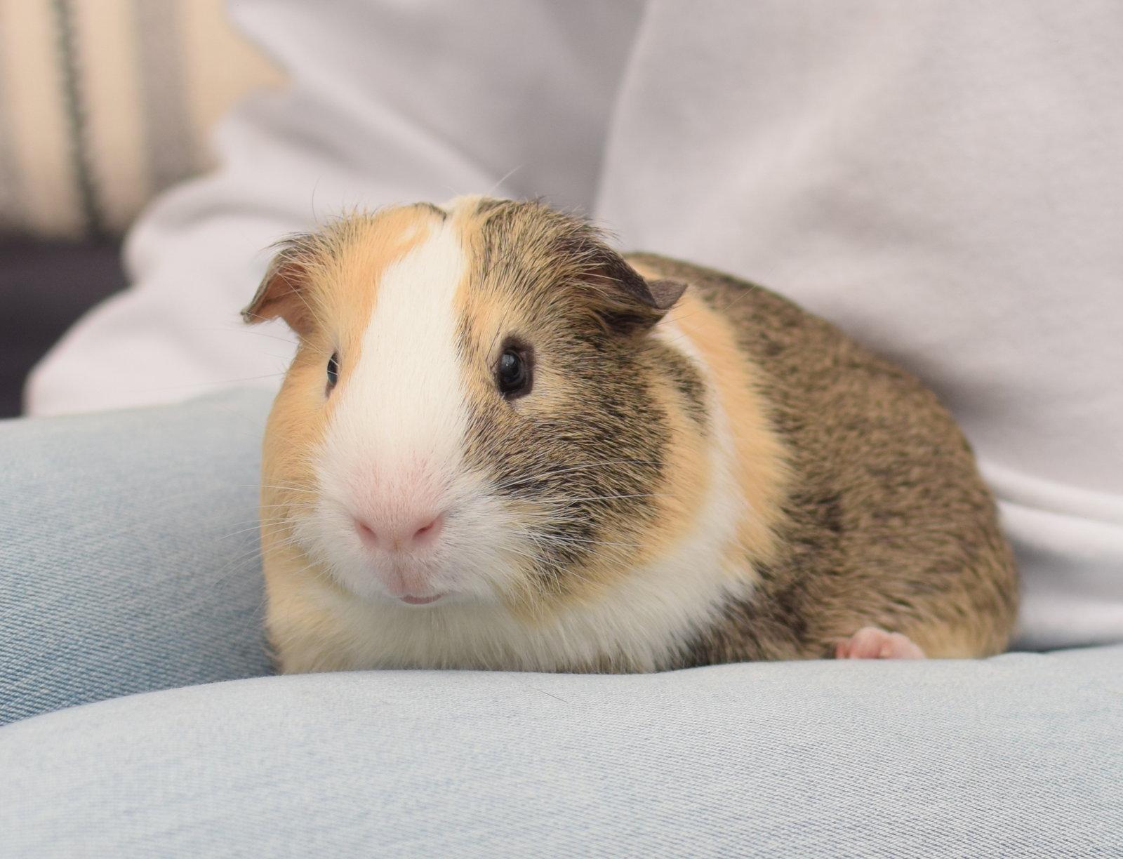 Enlarge Portobello & Porcini, a Adopted Guinea Pig in Hockessin, DE image 2/3