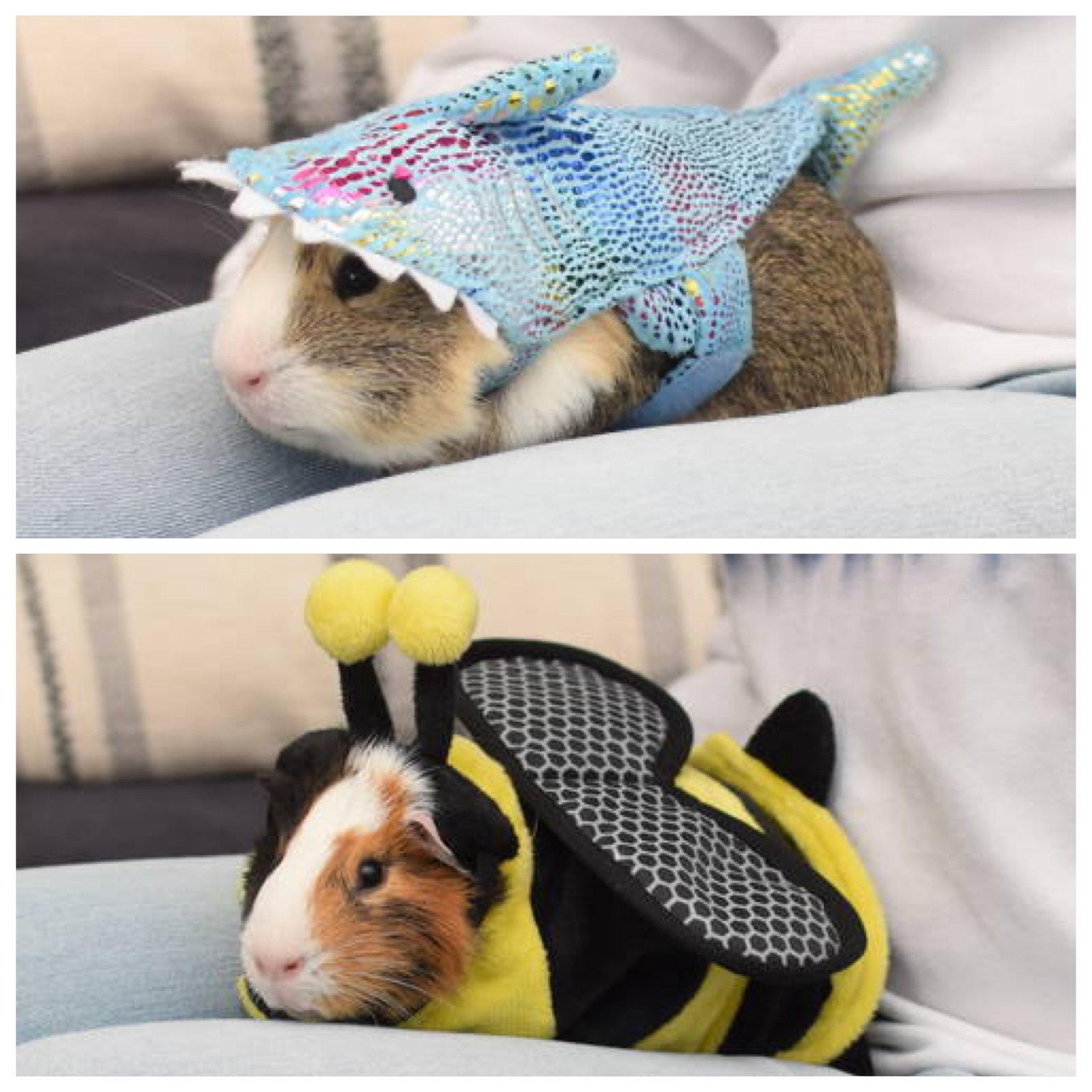 Enlarge Portobello & Porcini, a Adopted Guinea Pig in Hockessin, DE image 3/3