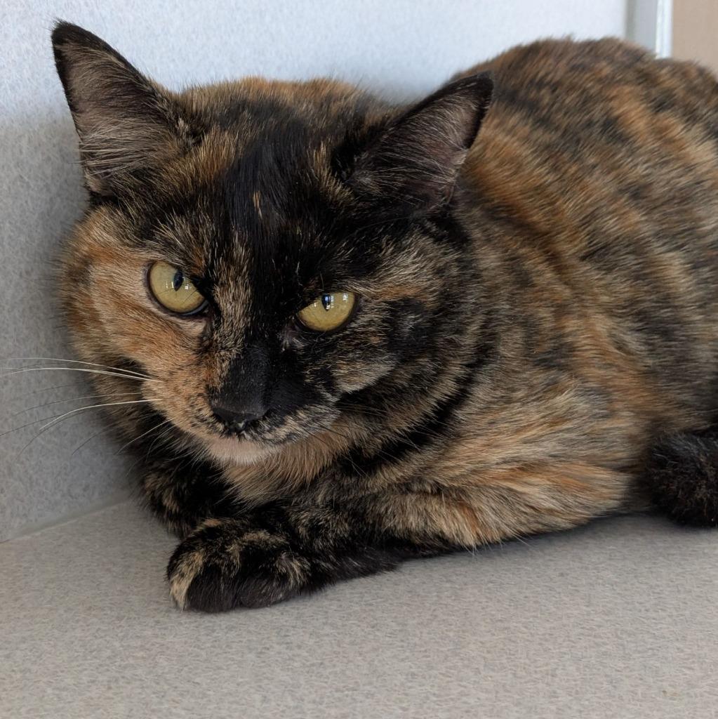 Libby, Adoptable, Young Female Domestic Short Hair.