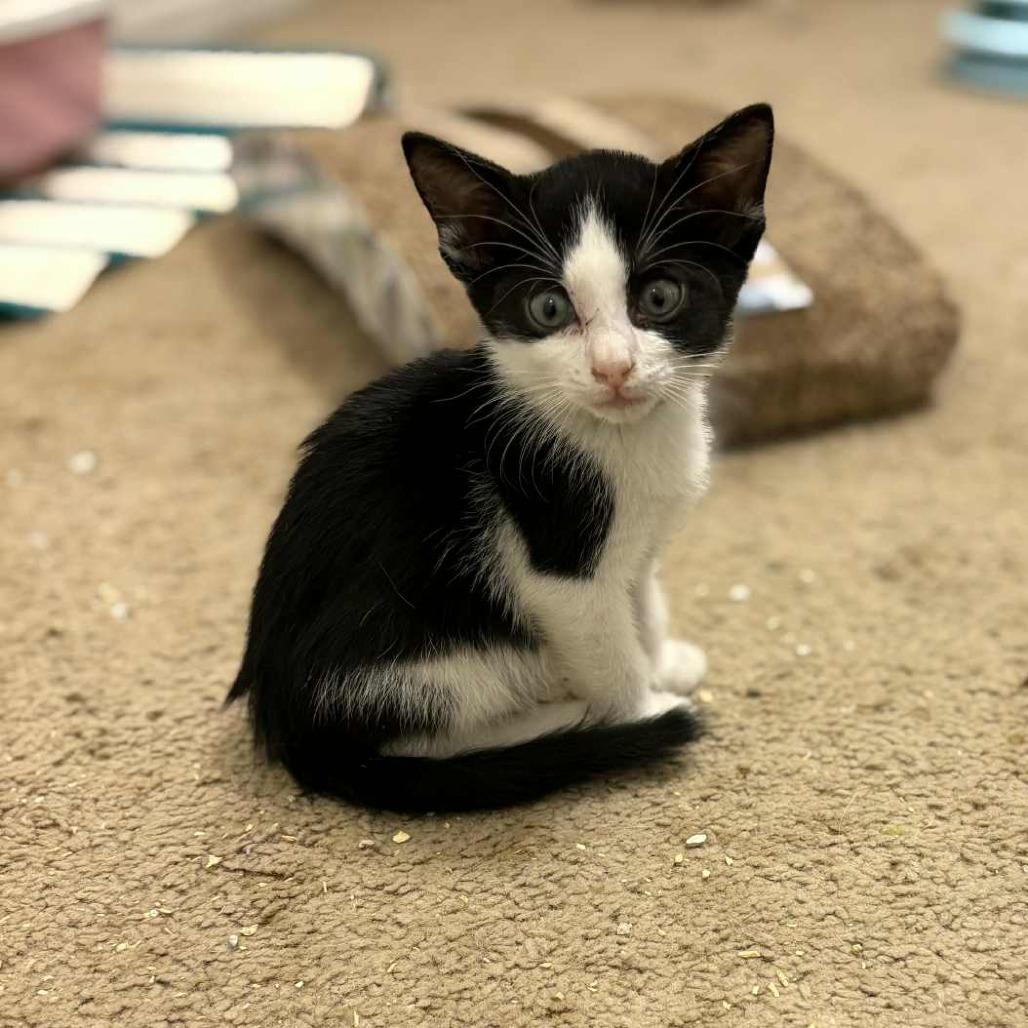 Walgreens, Adoptable, Kitten Female Domestic Short Hair.