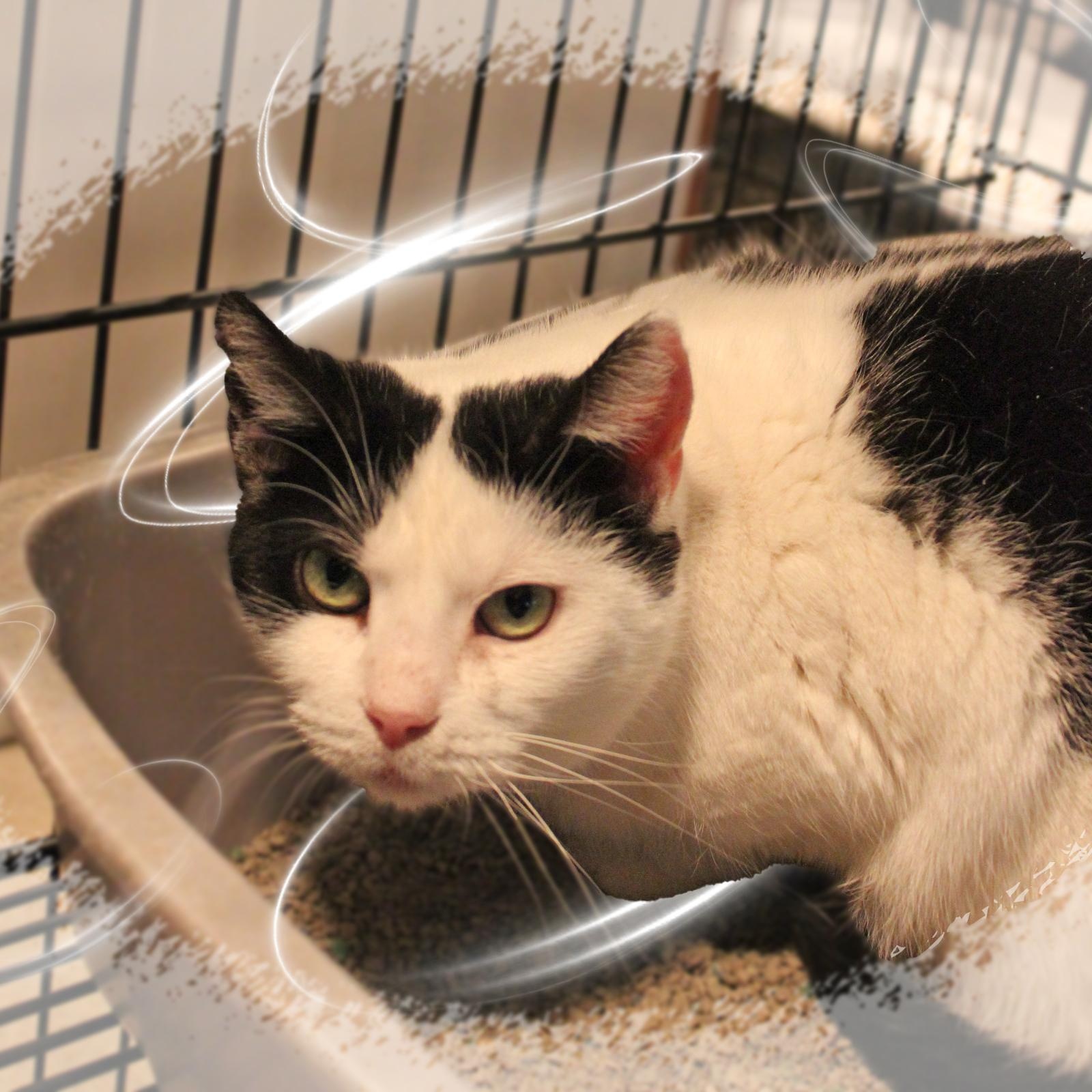 Mama, ADOPTABLE, Adult Female Domestic Medium Hair.